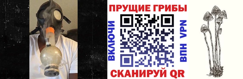 закладка  Владивосток  Галлюциногенные грибы Magic Shrooms 
